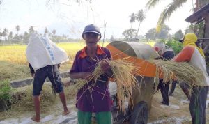 8.700 Ha Target Pengembangan Padi IP 400