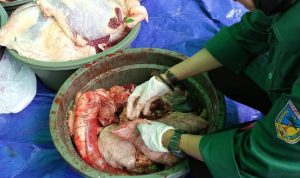 Sebagian Sapi Terjangkit Cacing Hati