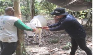 Pemasangan Eartag Ternak Donggala